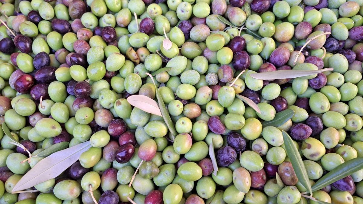 Svježe ubrane zelene i crne masline s listovima nakon berbe.