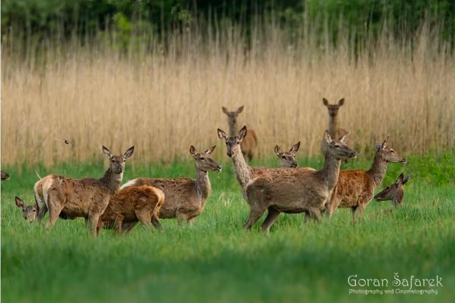 ‘Pater’ Marin Miletić odgaja naciju bolje od Pape