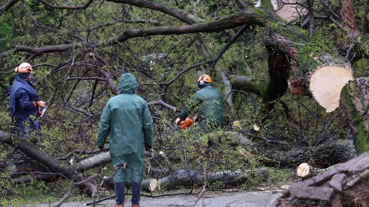 Uklanjanje srušenih stabala u Zagrebu nakon nevremena 27. ožujka 2026.